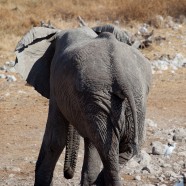 Namibia Elephant Legs Crossed