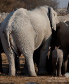 Namibia Elephant Legs Crossed 3