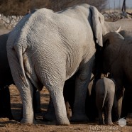 Namibia Elephant Legs Crossed 3