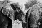 Namibia Elephant Nose to Bottom B&W