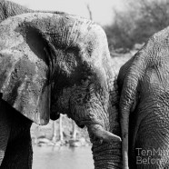 Namibia Elephant Nose to Bottom B&W