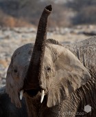 Namibia Elephant Saluting
