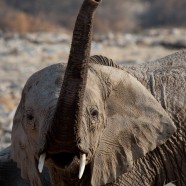Namibia Elephant Saluting