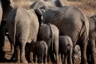 Namibia Elephants Bottoms 2