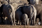 Namibia Elephants Bottoms