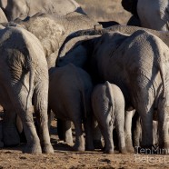 Namibia Elephants Bottoms