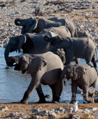 Namibia Elephants Drinking