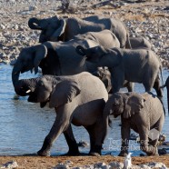 Namibia Elephants Drinking