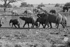 Namibia Elephants Drinking B&W