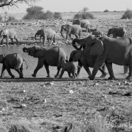 Namibia Elephants Drinking B&W