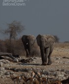 Namibia Elephants and Springbok