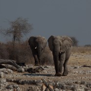 Namibia Elephants and Springbok