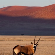 Namibia Gemsbok
