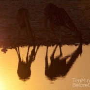 Namibia Giraffes Sunset 3