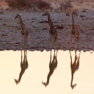 Namibia Giraffes Sunset 5