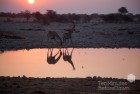 Namibia Giraffes Sunset 6
