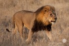 Namibia Lion Hunt 1