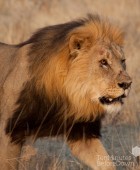 Namibia Lion Hunt 2