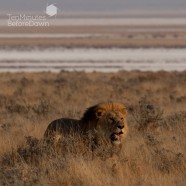 Namibia Lion Hunt 3