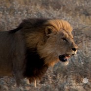 Namibia Lion Hunt 4