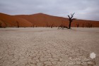 Namibia Petrified Forest