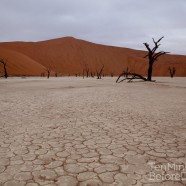 Namibia Petrified Forest