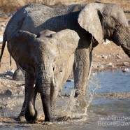 Namibia Young Elephant Playing 2