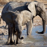 Namibia Young Elephant Playing