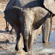 Namibia Young Elephant Playing 3