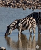 Namibia Young Zebra Drinking