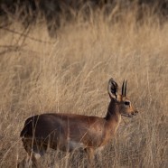Steenbok 3