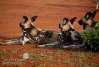 Wild Dogs Group Madikwe