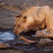 Young Lion Drinking Madikwe